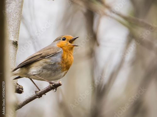 Singendes Rotkelchen
