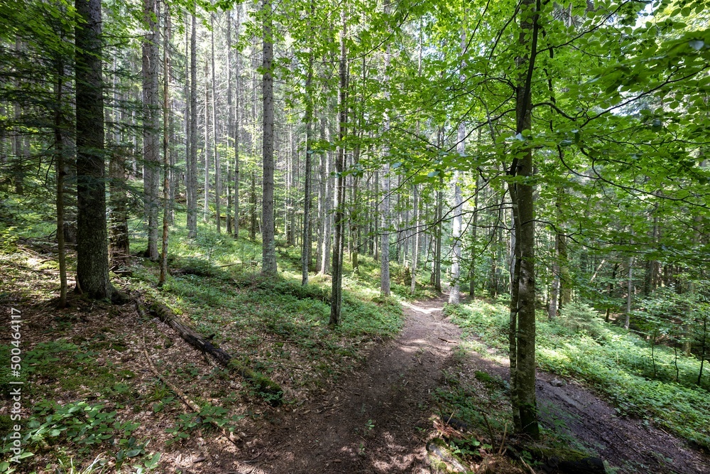 Mountain forest in the Ukrainian Carpathians. Mountain forest in the Ukrainian Carpathians.