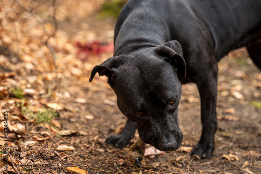 Czarny pies zjada nogę jelenia na drodze w lesie.