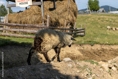 Herd of sheep on a mountain meadow of the Ukrainian Carpathians