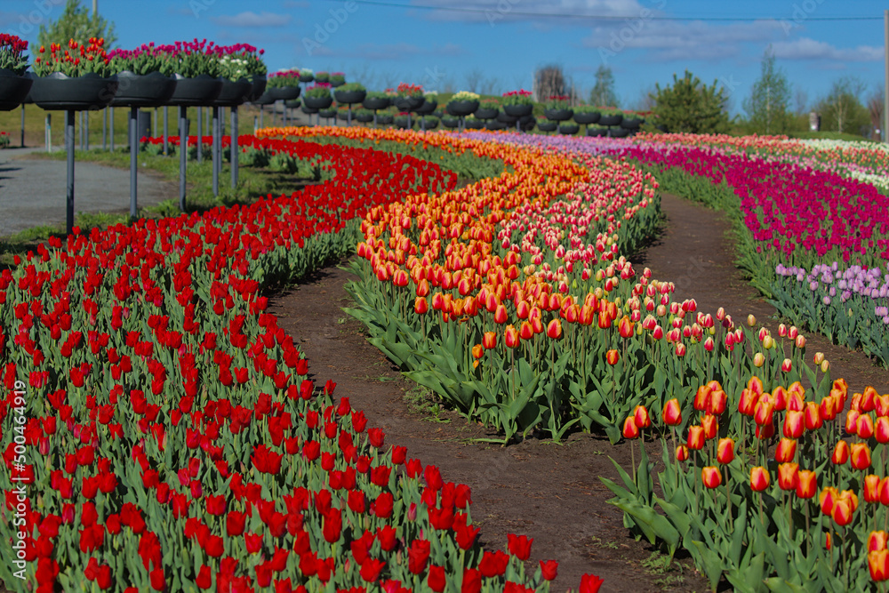 Kyiv, Ukraine - May 12, 2021: A huge field of bright, blooming tulips in the city park. Beauty of blooming field. Spring flowers on a warm sunny day. 325 days before the russian invasion of Ukraine.