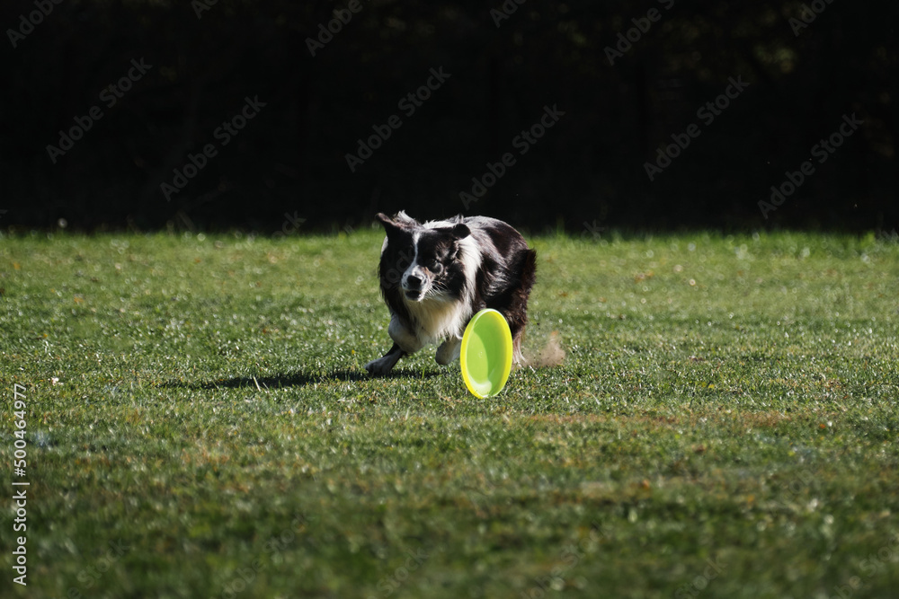 Dog frisbee. Competitions of dexterous dogs. Border Collie black and white is running fast on green grass and trying to catch up flying saucer. Pet wants to grab disk with its teeth. Dog frisbee. Competitions of dexterous dogs. Border Collie black and white is running fast on green grass and trying to catch up flying saucer. Pet wants to grab disk with its teeth.