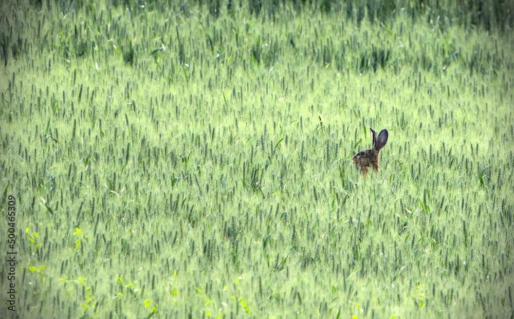 Wildhase im Weizenfeld Wildhase im Weizenfeld