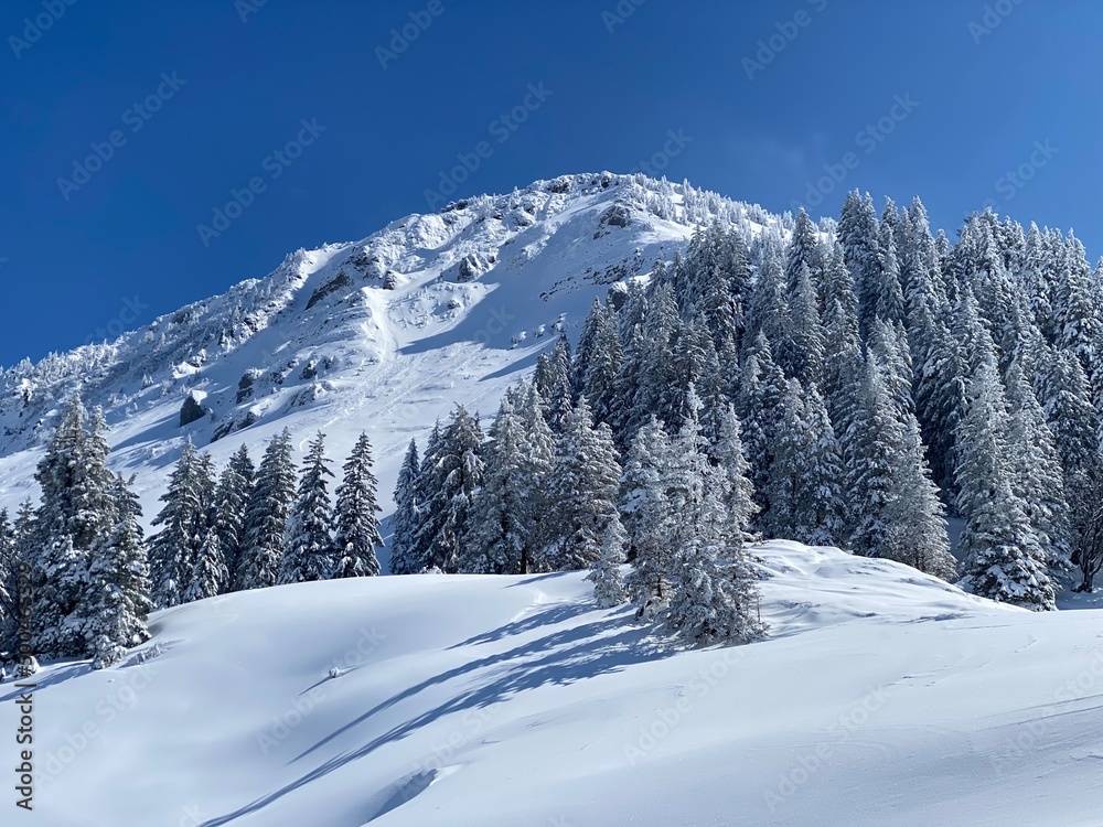 Fairytale icy winter atmosphere and snow-covered coniferous trees on mountain Schindlenberg in the Alpstein massif, Nesslau - Obertoggenburg region, Switzerland (Schweiz)