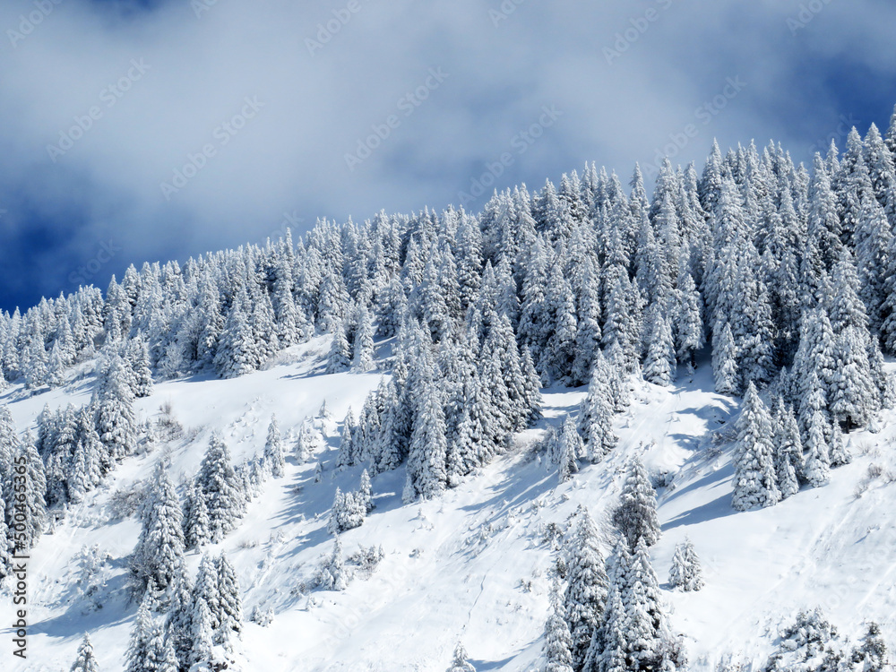 Fairytale icy winter atmosphere and snow-covered coniferous trees on mountain Schindlenberg in the Alpstein massif, Nesslau - Obertoggenburg region, Switzerland (Schweiz)