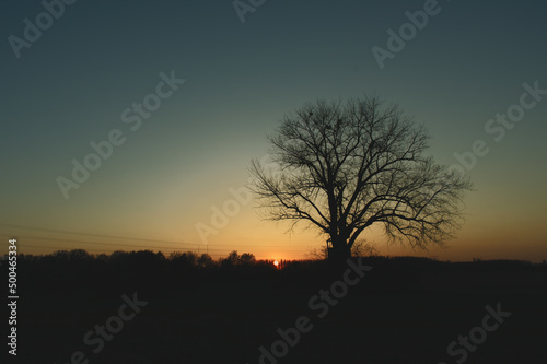 Beautiful sunset with silhouetted tree. 