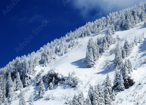 Fairytale icy winter atmosphere and snow-covered coniferous trees on mountain Schindlenberg in the Alpstein massif, Nesslau - Obertoggenburg region, Switzerland (Schweiz) © Mario