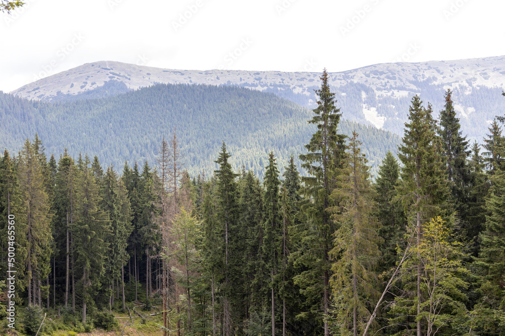Panorama of mountains in the Ukrainian Carpathians on a summer sunny day. Panorama of mountains in the Ukrainian Carpathians on a summer sunny day.
