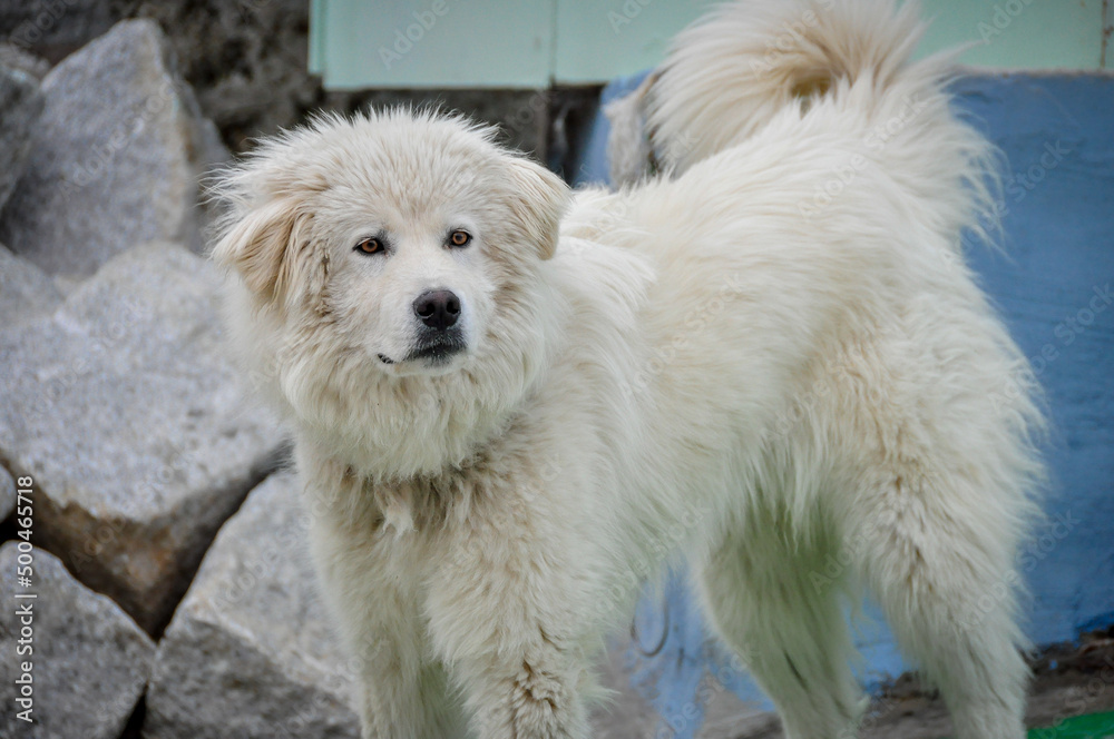 The white dog was chained up. Aggressive dog shows dangerous teeth. White Dog howling and barking guarding backyard (front view). The white dog was chained up. Aggressive dog shows dangerous teeth. White Dog howling and barking guarding backyard (front view).
