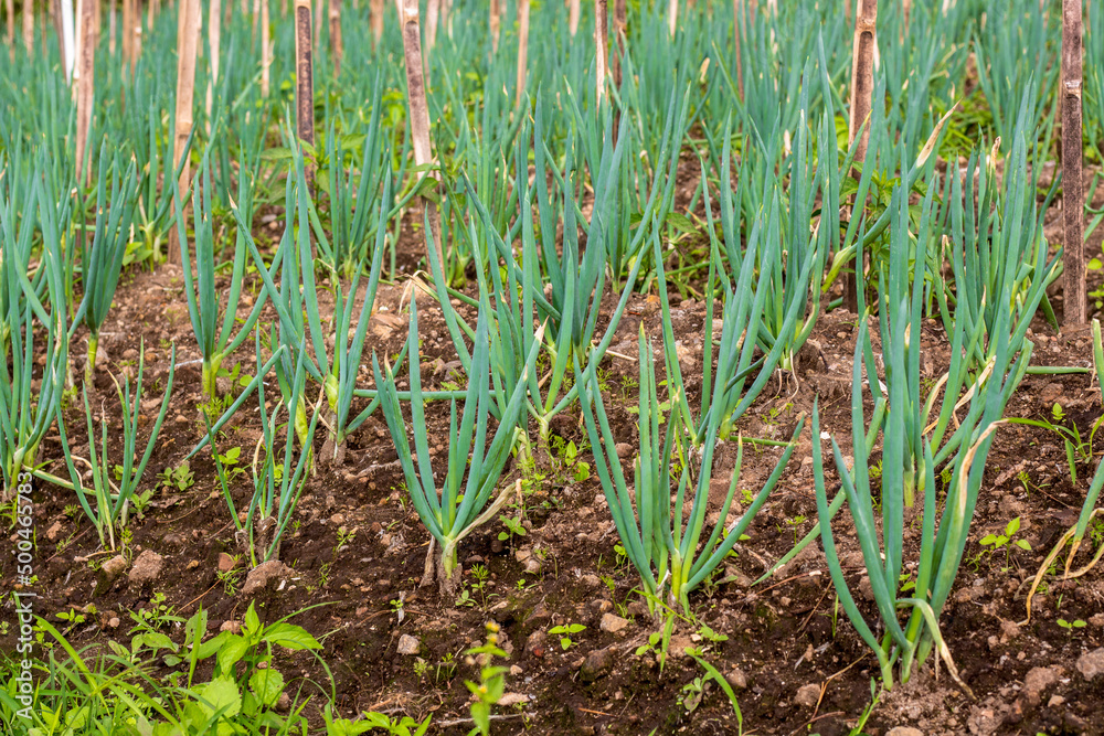 Obraz premium Leeks in the garden leek plant has many benefits natural food seasoning 