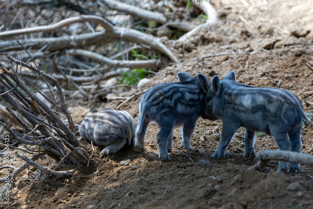 Wild boar. Close up detailed view Wild boar. Close up detailed view