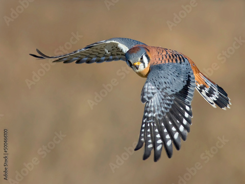 American kestrel flying