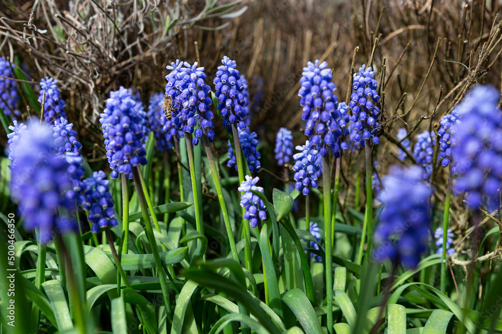 Traubenhyazinthen in voller Blüte Traubenhyazinthen in voller Blüte
