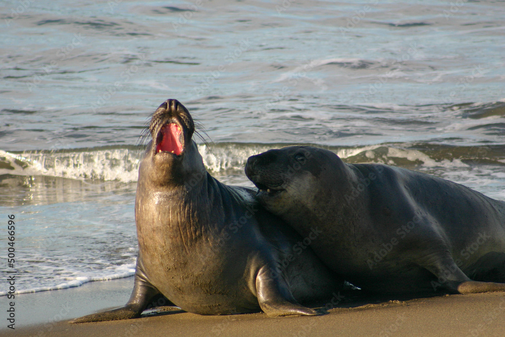 Naklejka premium A Pair of Female Cow Elephant Seal Sea Elephants Fighting on a Sandy Beach