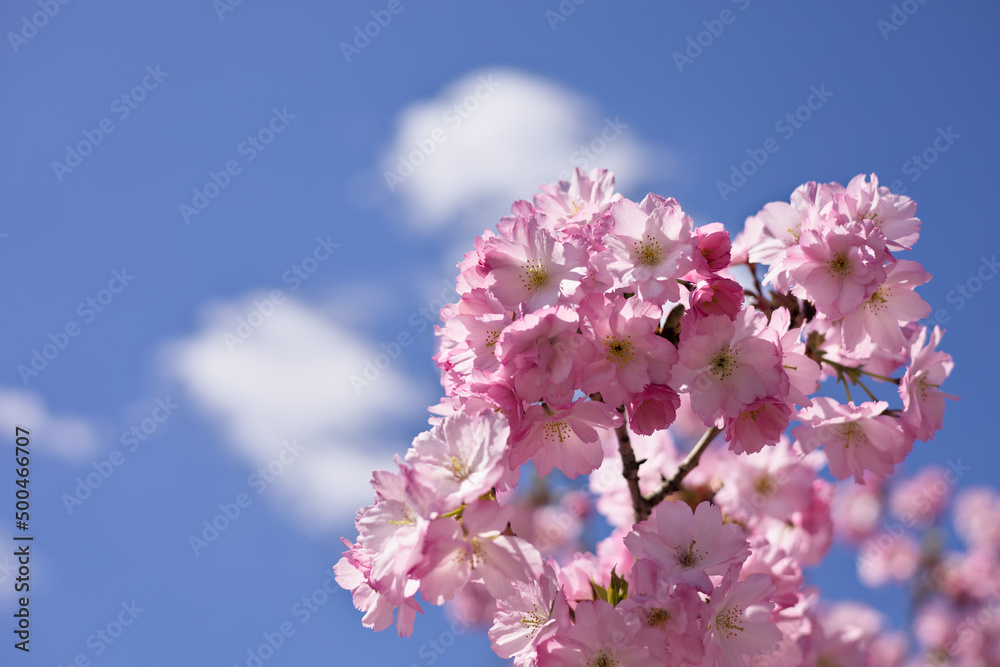 Beautiful pink cherry blossoms on the tree under blue sky, Sakura flowers in a park - Springtime Beautiful pink cherry blossoms on the tree under blue sky, Sakura flowers in a park - Springtime