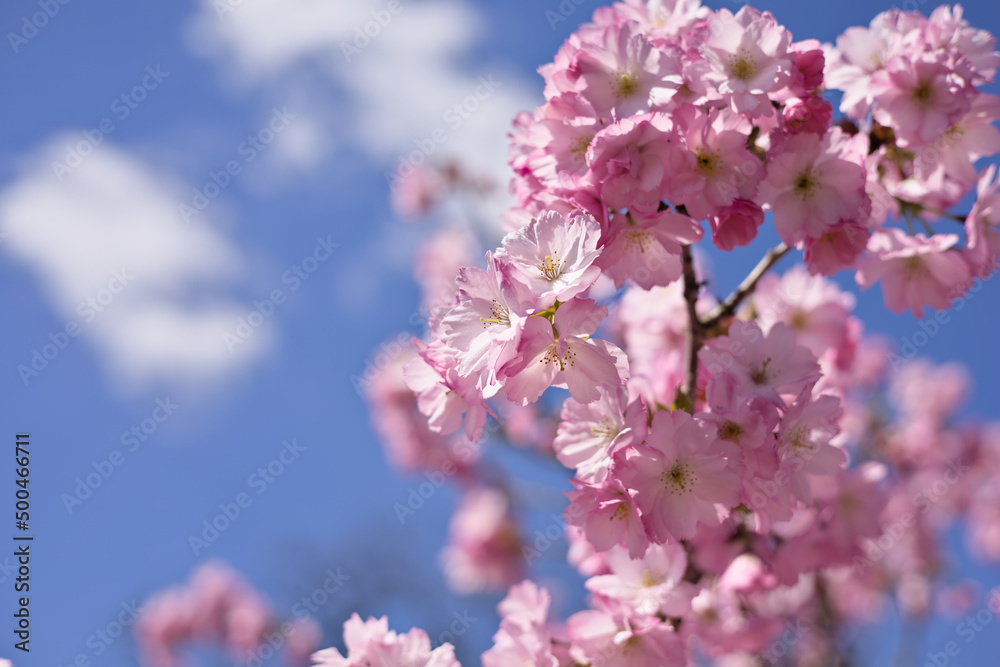 Beautiful pink cherry blossoms on the tree under blue sky, Sakura flowers in Springtime