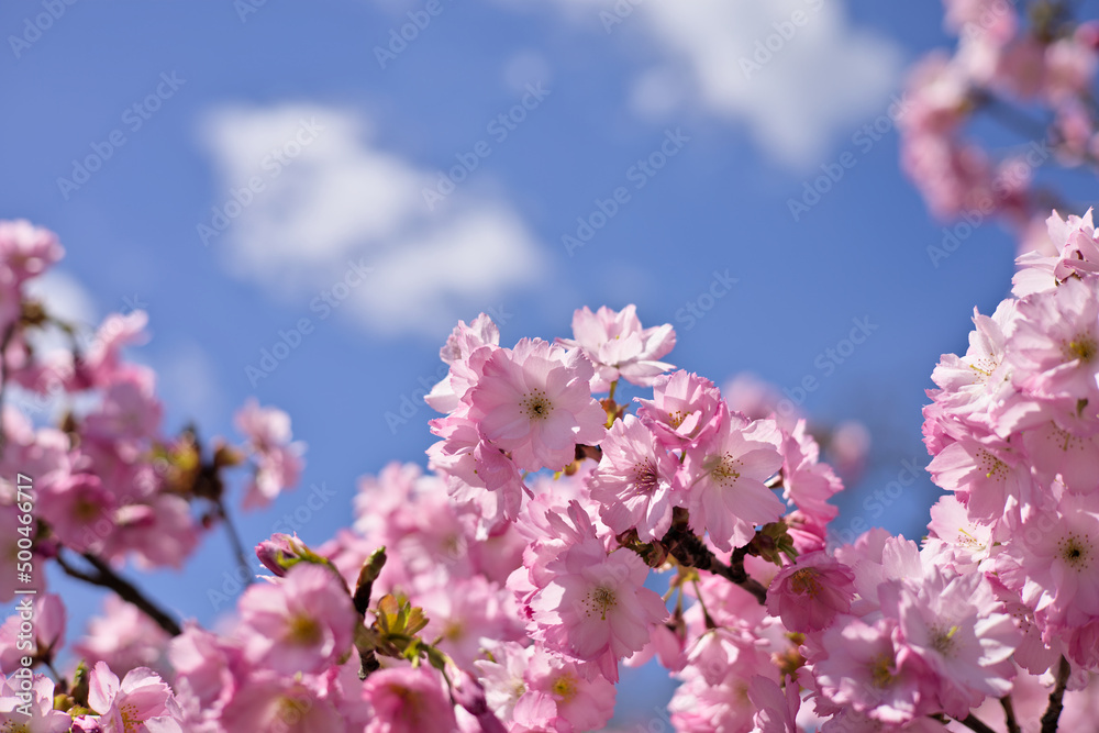 Branches of pink cherry blossoms on the tree under blue sky, Sakura flowers in Springtime
