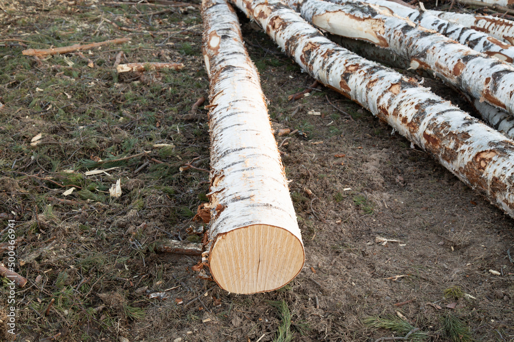 Harvesting of wood. A plot for logging.Sawing the forest into logs. Harvesting of wood. A plot for logging.Sawing the forest into logs.