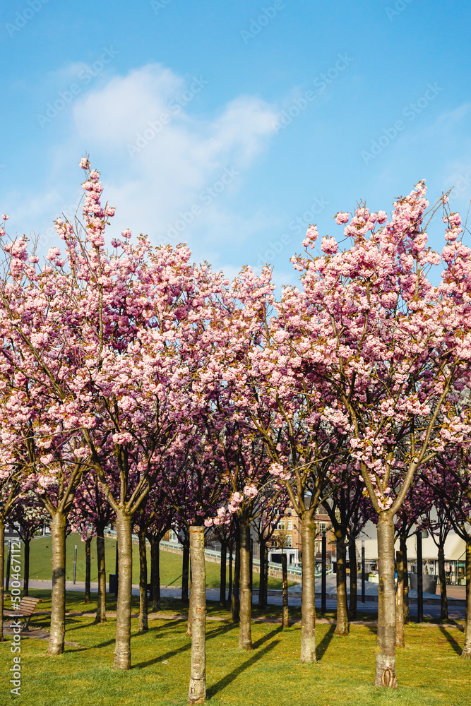 Pink and white Japanese cherry blossom tree against clear blue sky and green grass. Botany spring background. Floral minimal composition. Sakura in bloom.