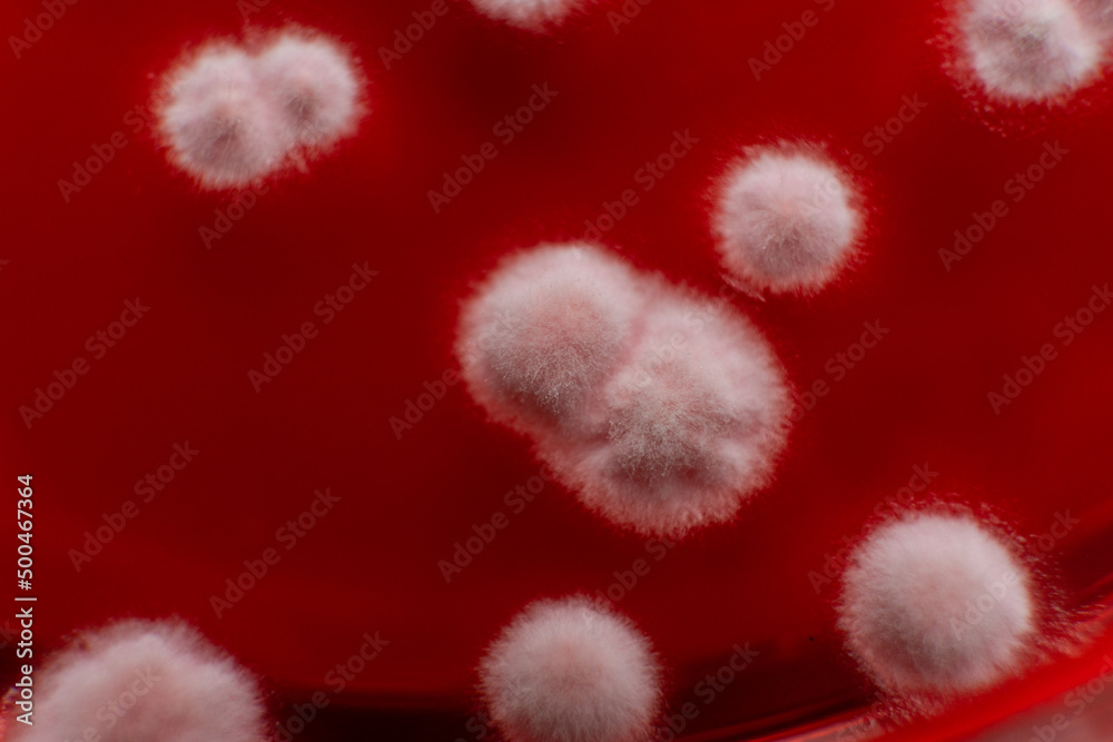 study of mold and bacteria in a petri dish with red agar. Mold spores and fungal mycelium study of mold and bacteria in a petri dish with red agar. Mold spores and fungal mycelium