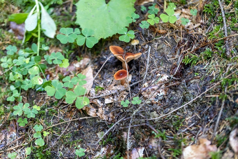Mushroom in the mountain forest on a summer day. Close up macro view. Mushroom in the mountain forest on a summer day. Close up macro view.