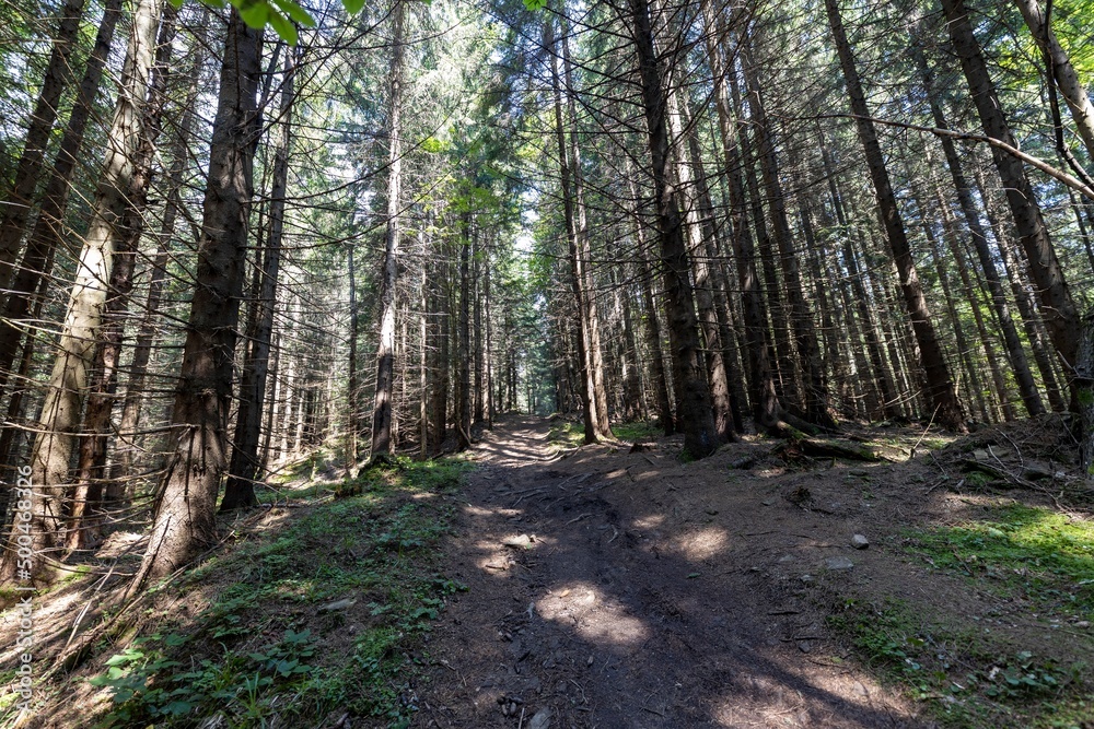 Mountain dirt road in the Ukrainian Carpathians on a summer day. Mountain dirt road in the Ukrainian Carpathians on a summer day.