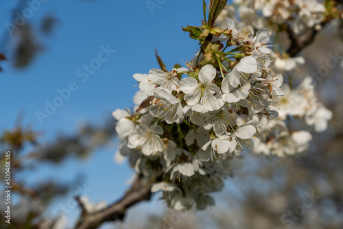 Famous Blooming Cherry trees in Spring, Gipf-Oberfrick, Fricktal, Aargau Switzerland