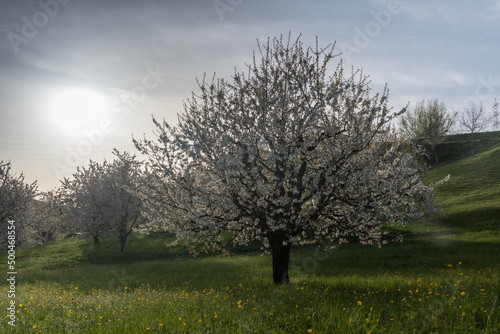 Famous Blooming Cherry trees in Spring, Gipf-Oberfrick, Fricktal, Aargau Switzerland