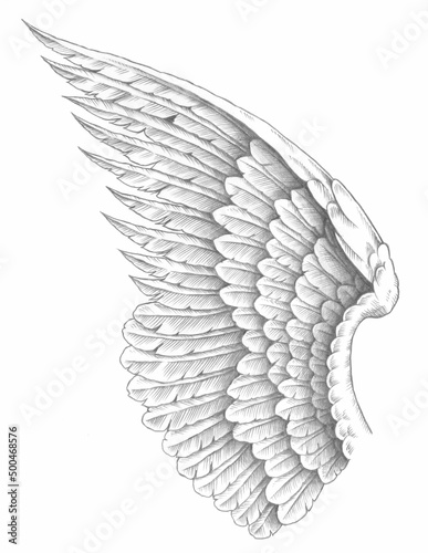 pencil drawing of feathered wings