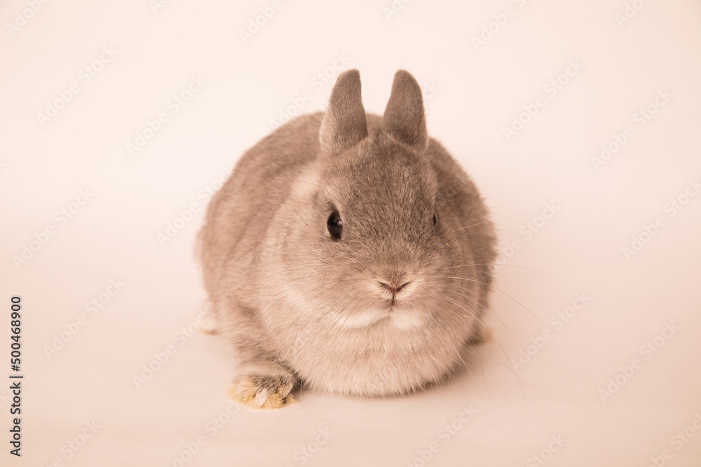 Image of a funny bunny rabbit. Image of a funny bunny rabbit.