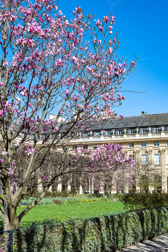 Paris, the Palais-Royal, the pink magnolias in bloom in the garden
 photo