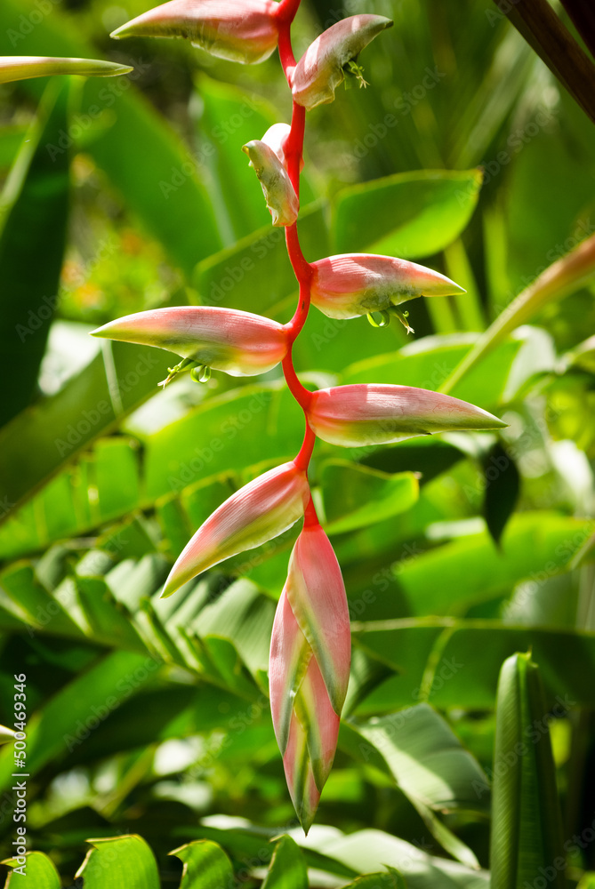 Heliconia chartacea, pink crab claw flower Heliconia chartacea, pink crab claw flower