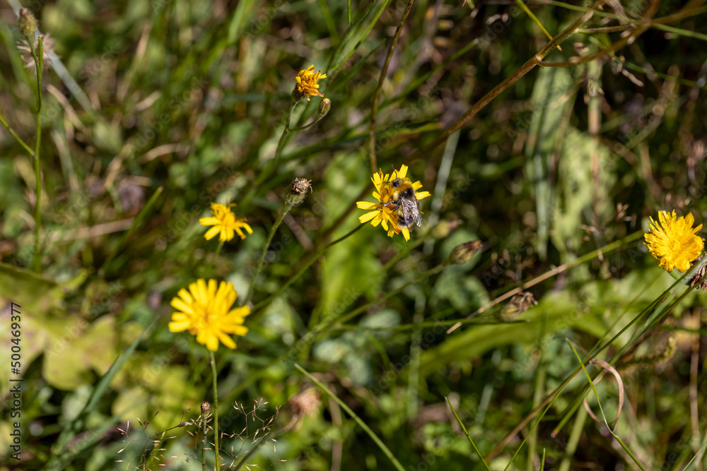 Mountain flowers in the Ukrainian Carpathians. Close-up macro view. Mountain flowers in the Ukrainian Carpathians. Close-up macro view.