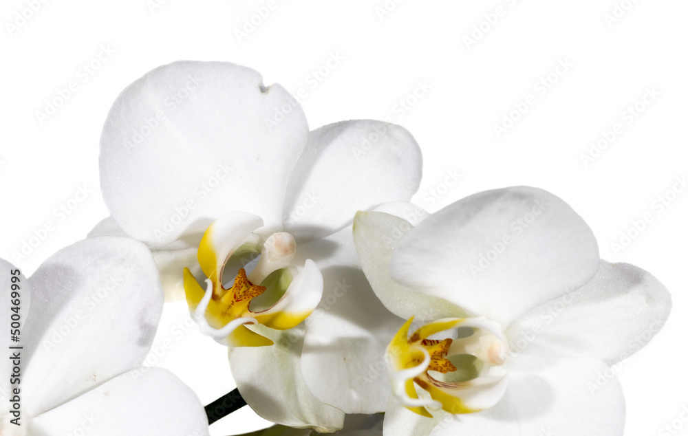 Obraz premium weiße orchidee blüten