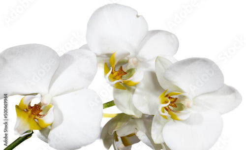 weiße Orchidee auf weißen Hintergrund