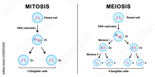 Scientific Designing Of Differences Between Mitosis And Meioisis. Mitosis vs Meiosis. Colorful Symbols. Vector Illustration. photo