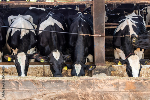 Group of black-and-white milk cows eatin feed while standing in row in modern barn on the farm in Brazil
