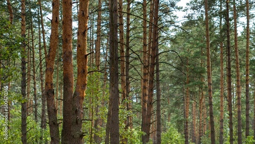 Fototapeta Naklejka Na Ścianę i Meble -  Pine forest with powerful straight trees in early autumn. Sunny day. Background, wallpaper.