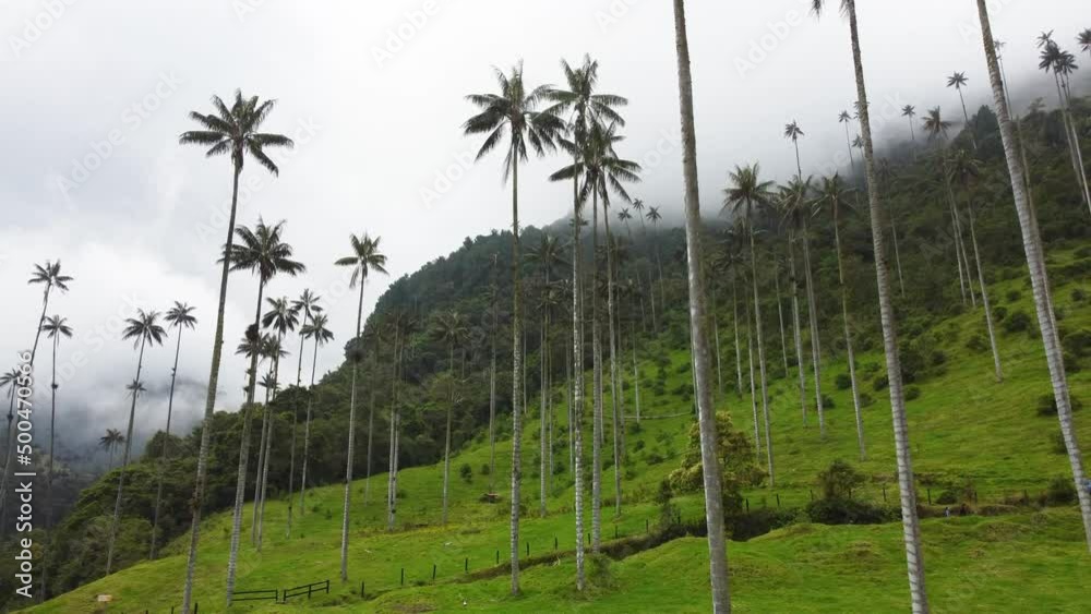 Palma de cera en Quindío - Valle de cocora