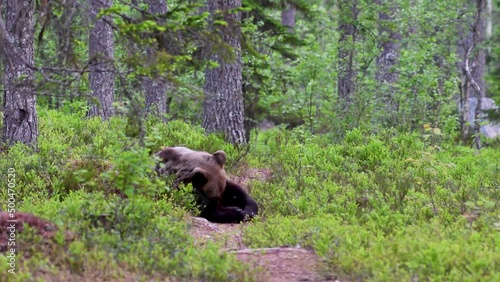 A brown bear rolling on ground, Kuhmo Finland. photo