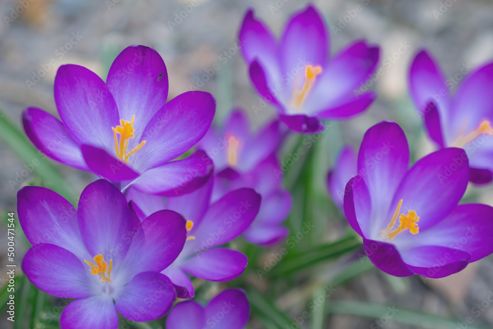 Fototapeta premium Group of purple crocus flowers on a spring meadow. Crocus blossom. Mountain flowers. Spring landscape