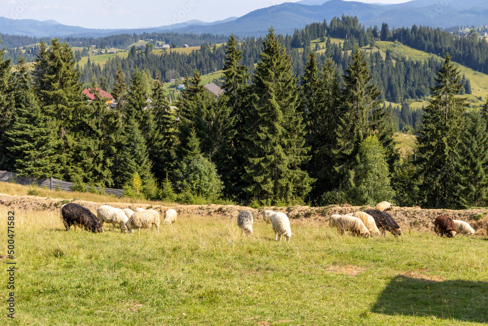 Fototapeta premium Herd of sheep on a mountain meadow of the Ukrainian Carpathians