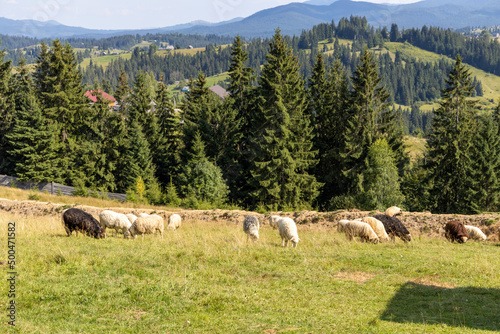 Herd of sheep on a mountain meadow of the Ukrainian Carpathians