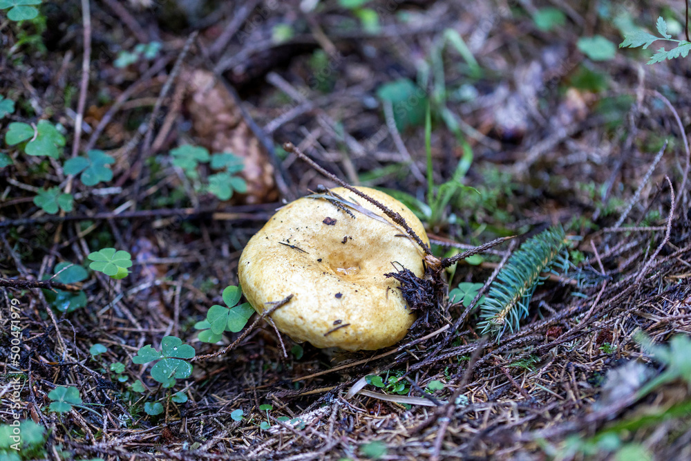 Mushroom in the mountain forest on a summer day. Close up macro view. Mushroom in the mountain forest on a summer day. Close up macro view.