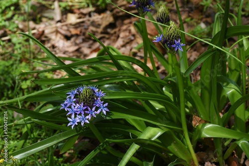 Cuban lily (Scilla peruviana) flowewrs. Asparagaceae perennial plants. Native to the Mediterranean coast, with blue-purple panicles from March to June. photo