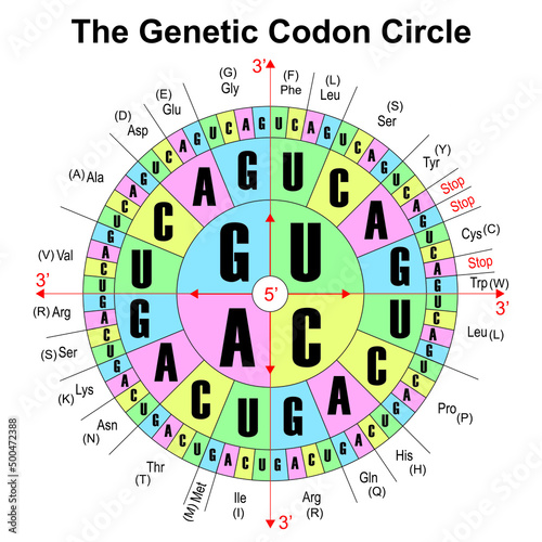 RNA Codons Chart For Amino Acids Sequences. The Genetic Codon Circle. Vector Illustratin. photo