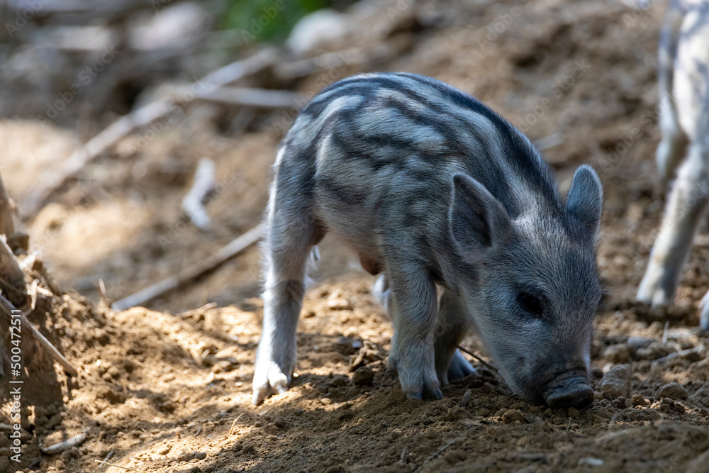 Wild boar. Close up detailed view Wild boar. Close up detailed view