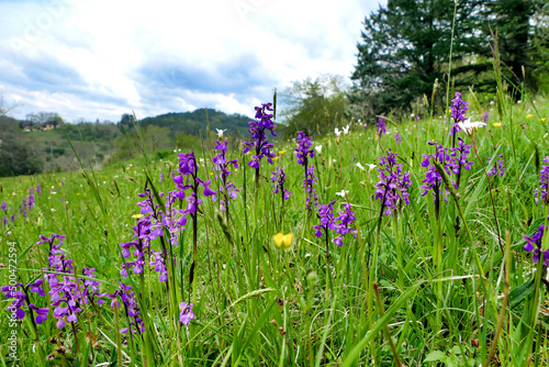 Meadow full of Early Purple Orchids (Orchis mascula) 