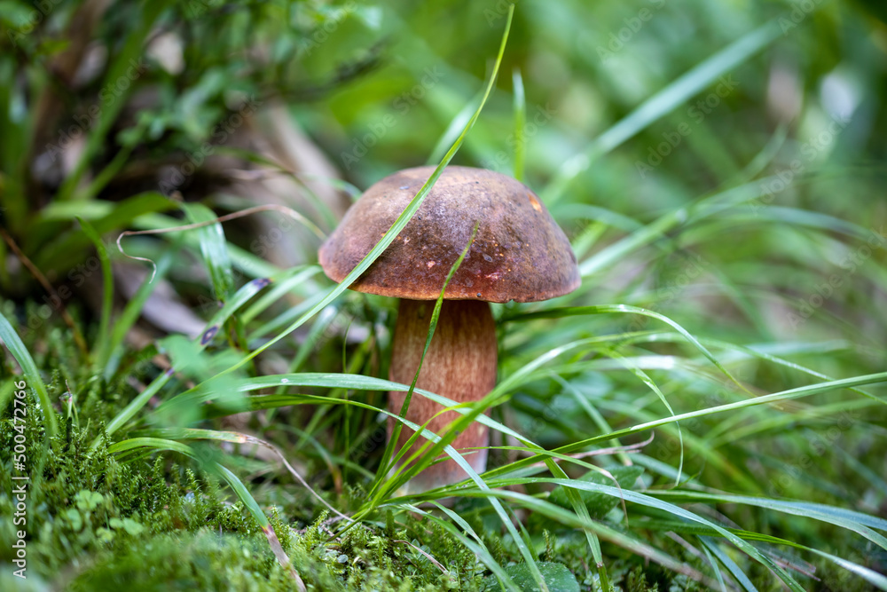 Mushroom in the mountain forest on a summer day. Close up macro view. Mushroom in the mountain forest on a summer day. Close up macro view.