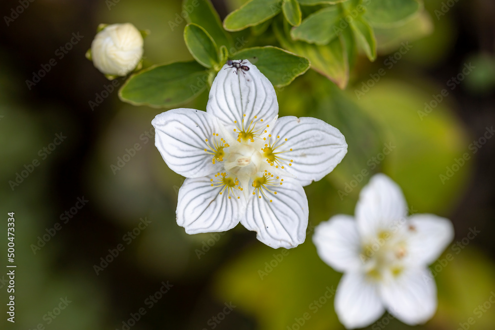 Mountain flowers in the Ukrainian Carpathians. Close-up macro view. Mountain flowers in the Ukrainian Carpathians. Close-up macro view.